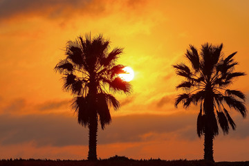 Two Palm trees, heavy dramatic clouds and bright sky. Beautiful African sunset over the lagoon.