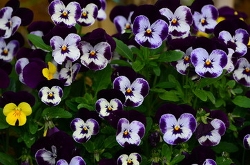 Panse flowers in a garden