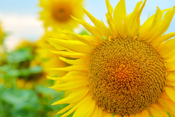 sunflower flowers on the field as background