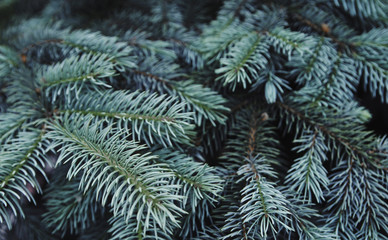 Fototapeta na wymiar Texture of green pine tree.