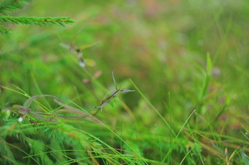 A small plant peeps out of the forest, close-up