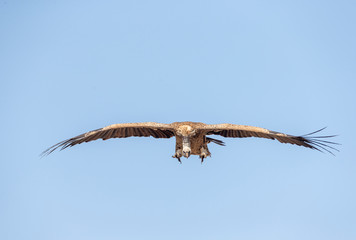 Vulture Landing