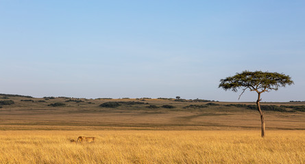 Fototapeta na wymiar Lions in Grassland