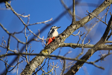 Buntspecht im Winter an einem Ast vor blauem Himmel Picoides major