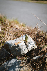 Green lizard laying on a rock under the sun