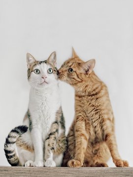 Cats couple falling in love. 