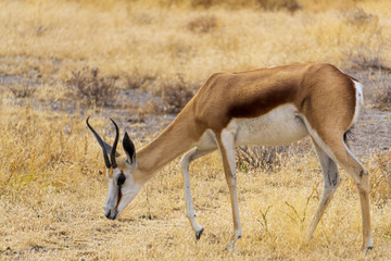 Springbok (Antidorcas marsupialis) head and shoulders, Kalahari Desert, South Africa against blurred natural background