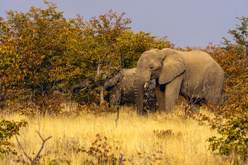 Obraz premium Elephants eat a small shrub, Kenya