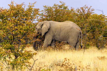 Close up of an African elephant eating in the Kruger National Park, South Africa.