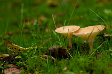 Yellow mushroom