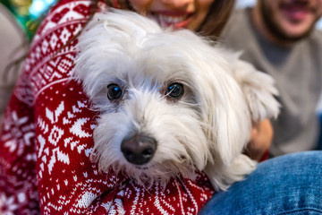 Female person holding small cute funny dog on Christmas tree background