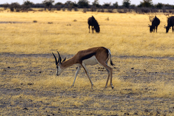 Hundreds of animals drinking at Waterhole in Etosha Nationalpark, Namibia including Elephants, Giraffes, Springboks, Wildebeest, Zebra