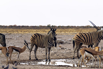 Fototapeta na wymiar Zebras and springboks at waterhole, Okaukuejo, Etosha National Park, Namibia