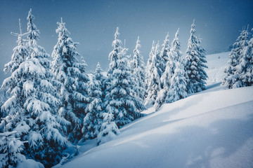 Fototapeta na wymiar Fabulous frozen fir trees. Location Carpathian, Ukraine, Europe.