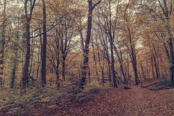 Obraz premium autumn in the forest, Indian Summer