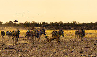 Fototapeta na wymiar A gathering of african animals at a waterhole