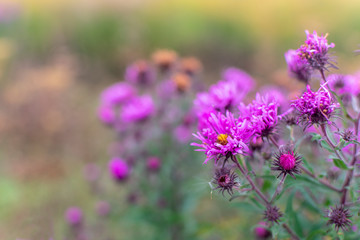 Perennial pink aster flowers in the meadow on an autumn warm day