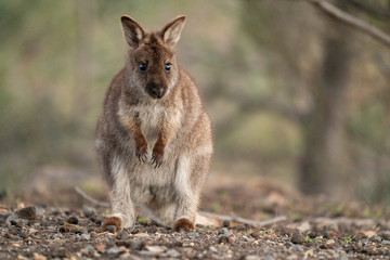 Naklejka na ściany i meble Cute wallaby joey in Tasmania, Australia