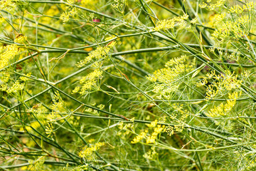 Shrub blooming fennel close-up as a background