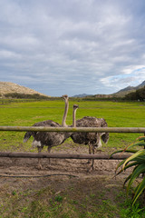 Ostrich in South Africa