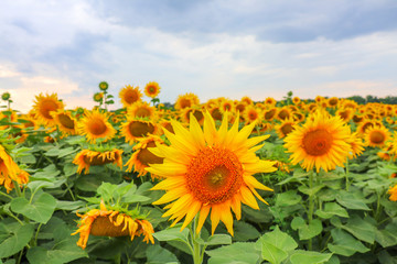 Obraz premium sunflower flowers on the field as background