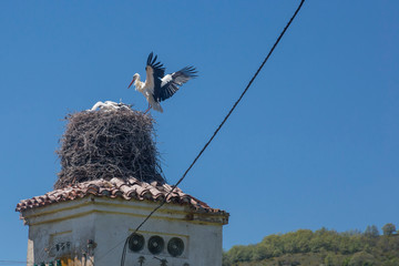 White stork flying to the nest © Panpiki
