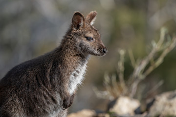 Naklejka na ściany i meble Wild Wallaby in Tasmania, Australia