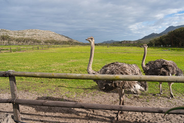 Ostrich in South Africa