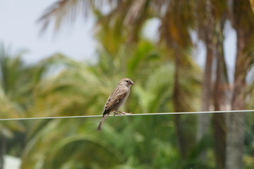 sparrow on branch