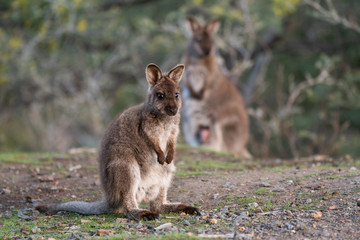 Cute wallaby joey in Tasmania, Australia