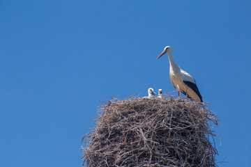 Stork feeding his babies in the nest