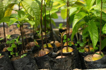 Plantulas de aguacate  en vivero