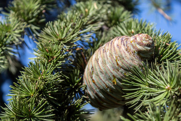 Pine Cone on Pine Tree Closeup