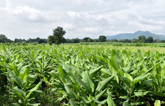 Turmeric farm grown organically