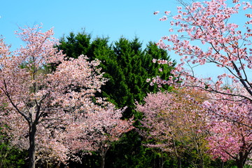 Fototapeta premium 桜と森