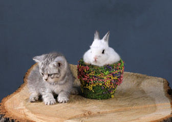 white little rabbit and little kittens