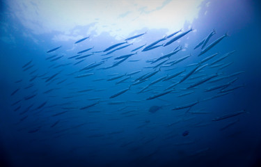 Fototapeta na wymiar abstract blue background - barracudas