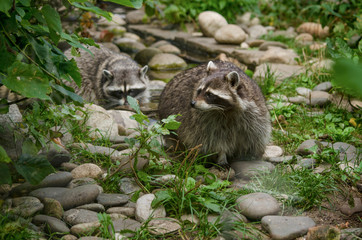 Cute curious raccoons at green forest