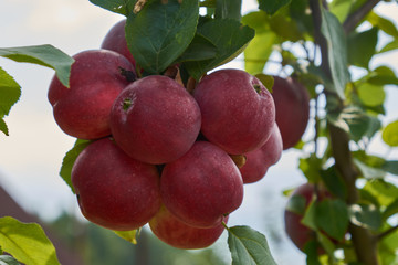 apples on branch