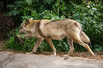 Wolves at the zoo and visitors at the aviary