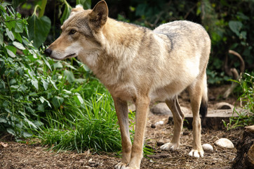 Wolves at the zoo and visitors at the aviary. Wolf posing on the rock. In public zoo