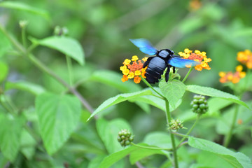 Nature Beautiful