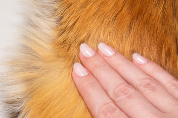 Closeup top view macro image of beautiful pastel pink color natural manicured gel polished nails isolated on real animal white and orange fox fur texture background. Macro image of hand touching fur.