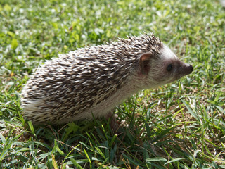 Cute hedgehog in the grass