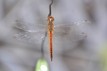 Nature Beautiful