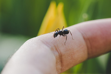 Ant