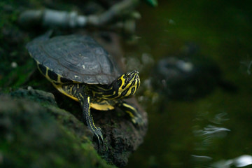 Naklejka premium Wasserschildkröte schwarz gelb gestreift im Teich