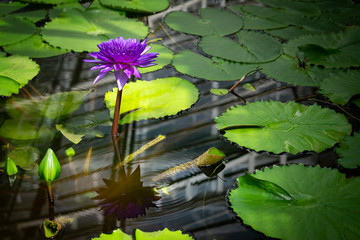 Seerose im Gartenteich mit Spiegelung im Wasser © Casus