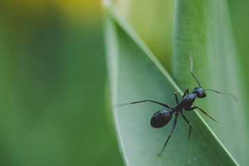 Ant