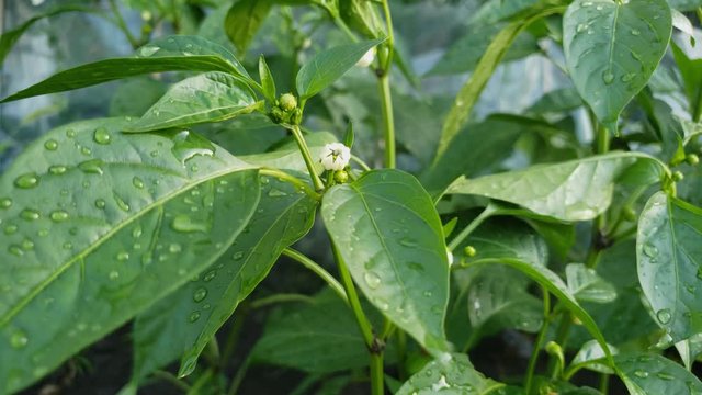 Home gardening - Close up of blooming or flourishing mini hot pepper plant growing in small garden bed.
